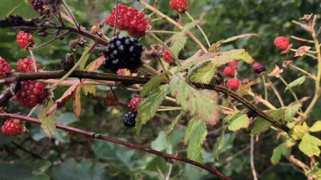 Blackberries in the Park